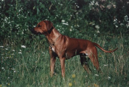 ridgeback_sarula_forosi