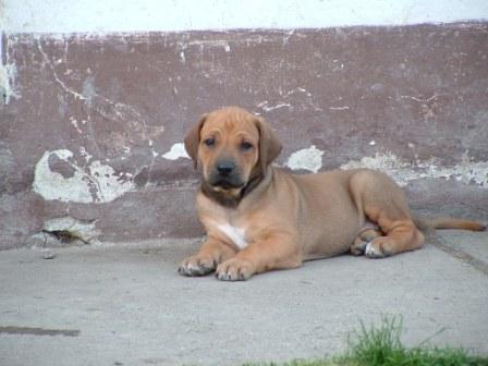 dahomey puppy4