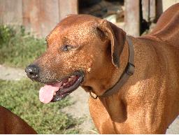 ridgeback_bukana