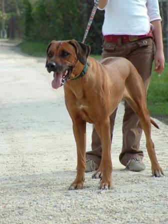 ridgeback_dori