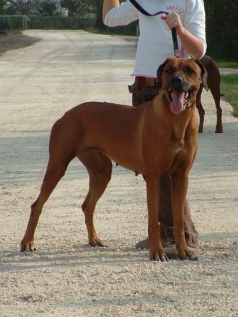 ridgeback_dori