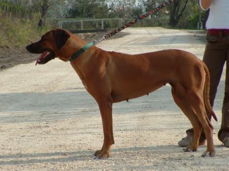 ridgeback_dori