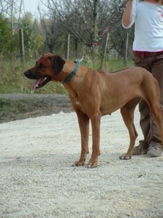 ridgeback_dori