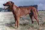 ridgeback_vumba